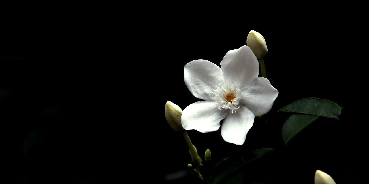 white-flower-7990645_1280